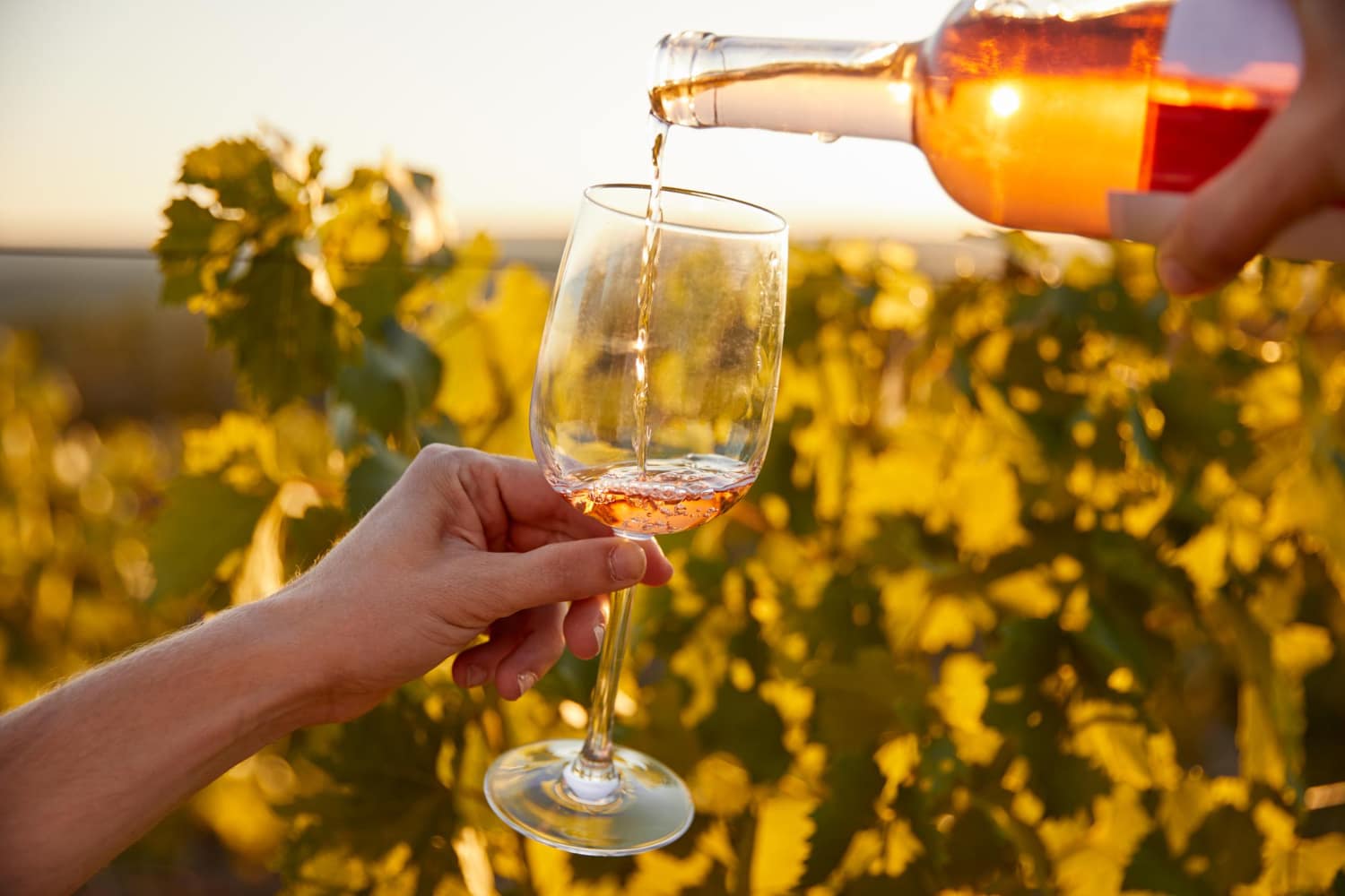The role of climate in shaping a fine wine flavour