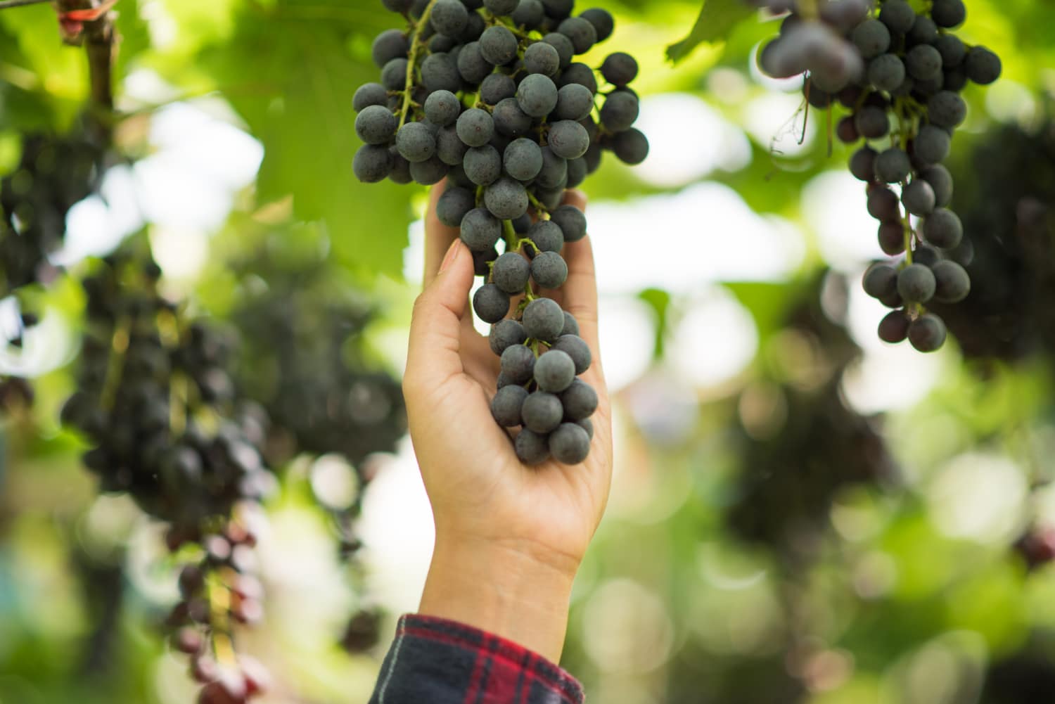 Why Some Vineyards Produce Extraordinary Wines Year After Year