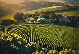 Cederberg Chenin Blanc 2026